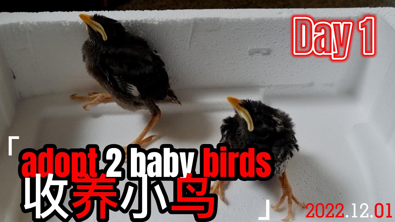 🐦Stray Bird Ep1 : Adopting stray baby bird find a new home 2022.12.01 - Day 1
