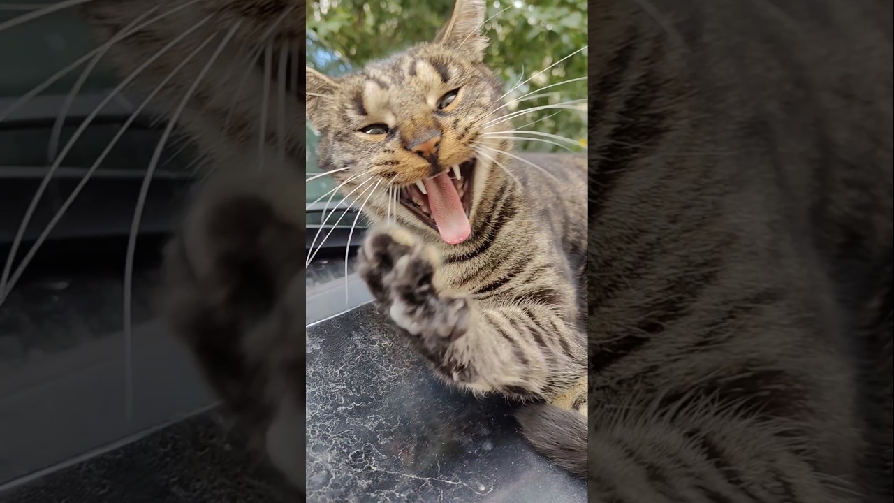 TOP КОТаСОВка CatOwl