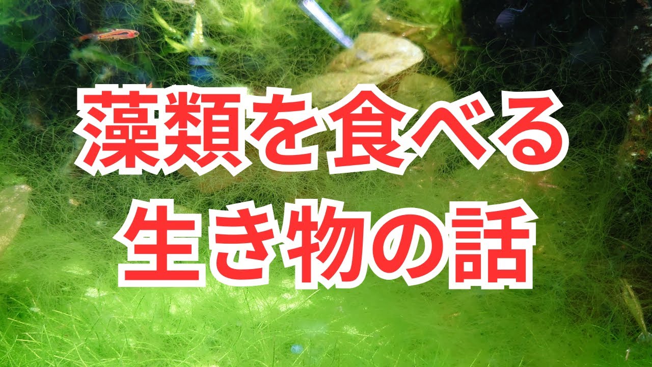藻類対策ができる生き物についてお話します。