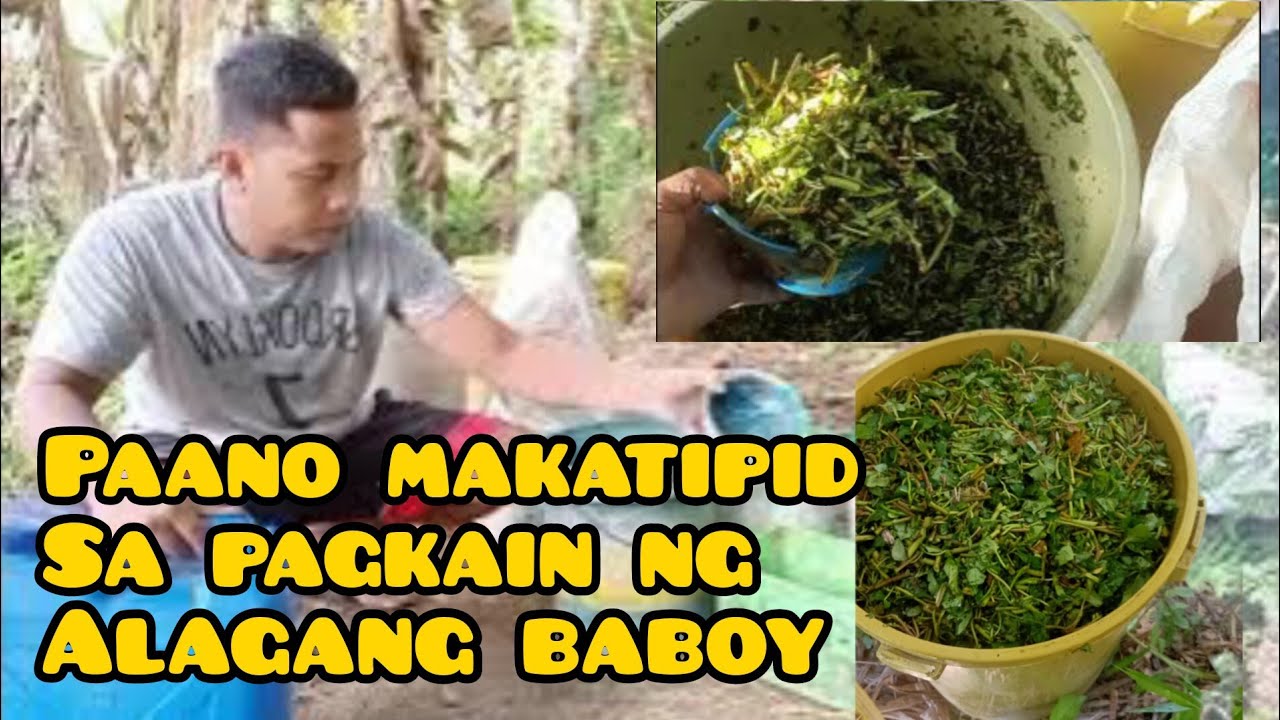 PAANO MAKATIPID SA PAGKAIN NG ALAGANG BABOY
