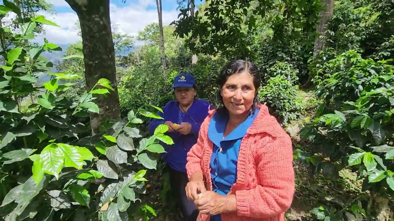 El Vencedor /Colasay Finca de Café 