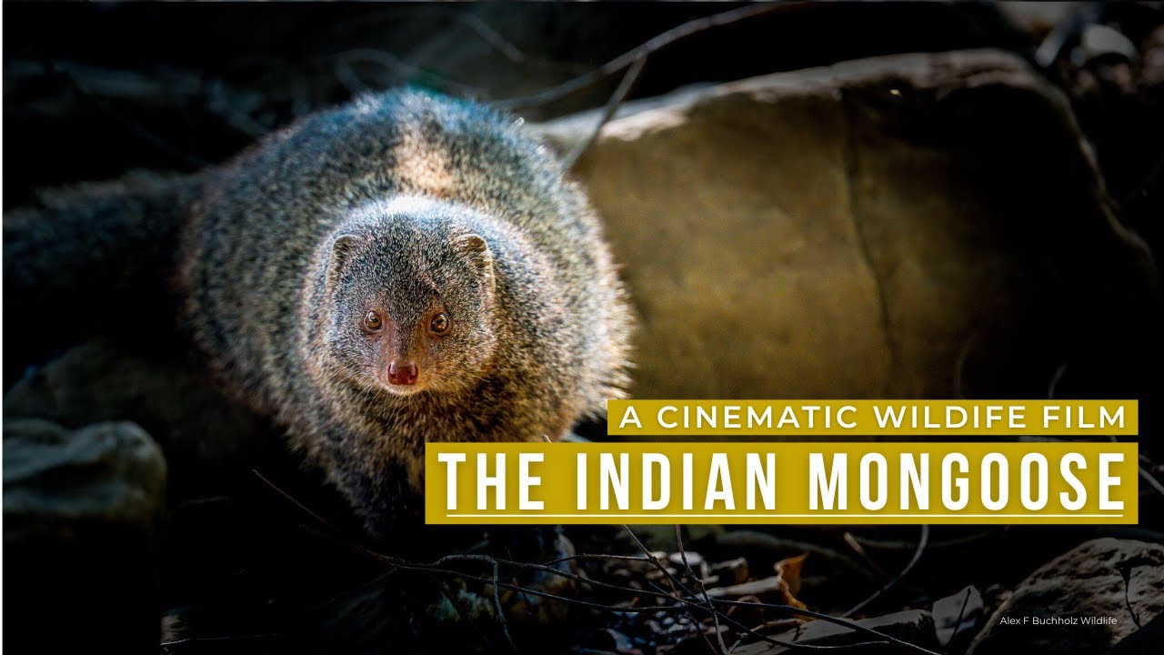 Ranthambore Intimate Moments – Mongoose Hunting at the River | Cinematic Wildlife