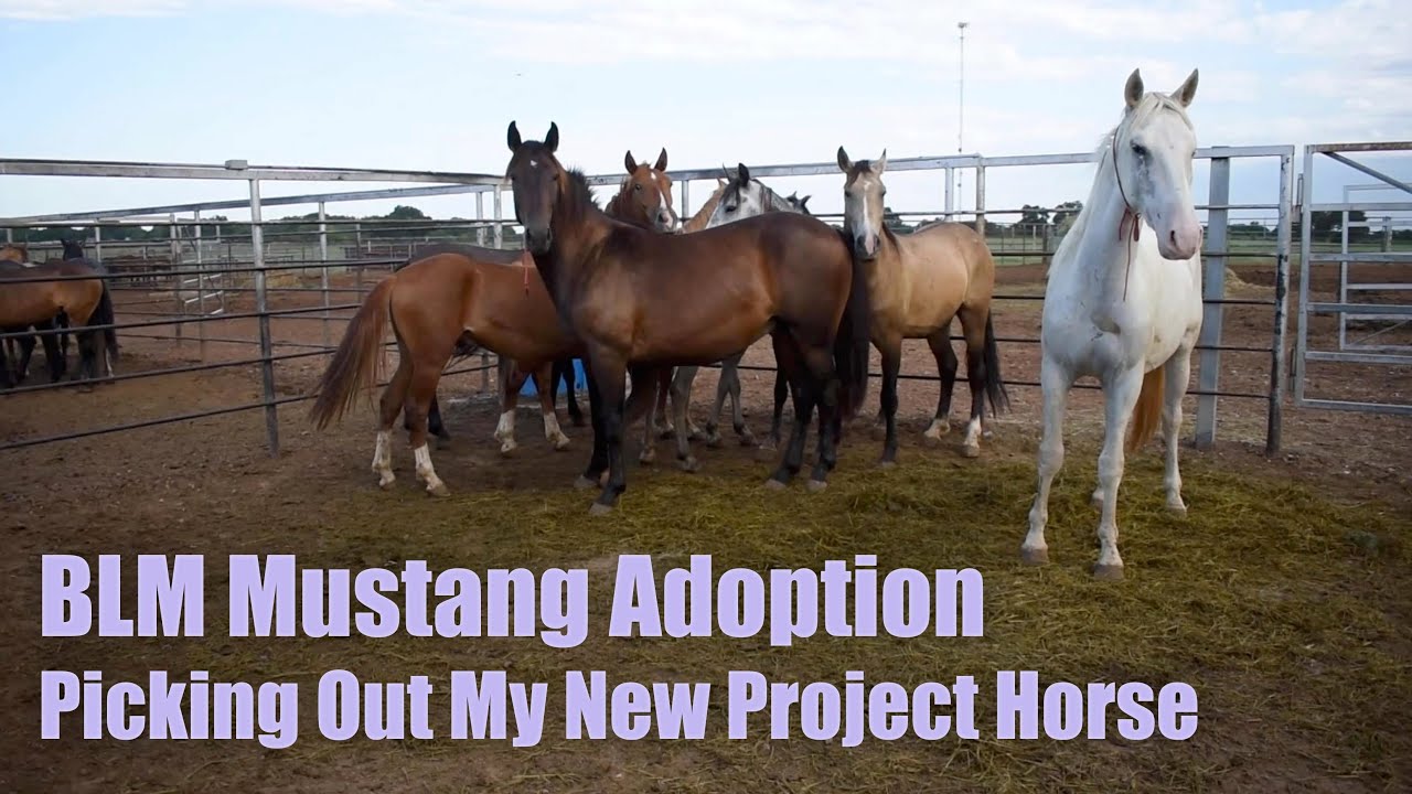 BLM MUSTANG ADOPTION | Выбираю лошадь для нового проекта