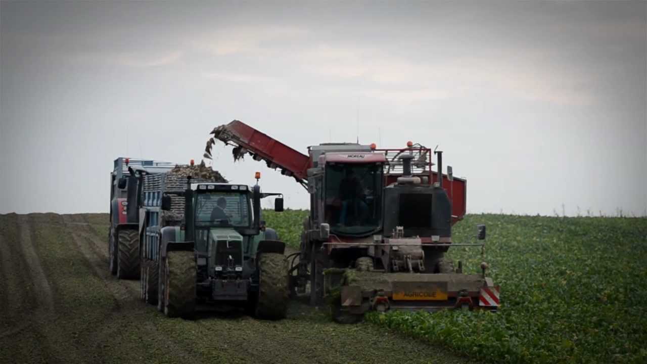 Arrachage des betteraves - Zuckerrüben - Sugar beet harvest