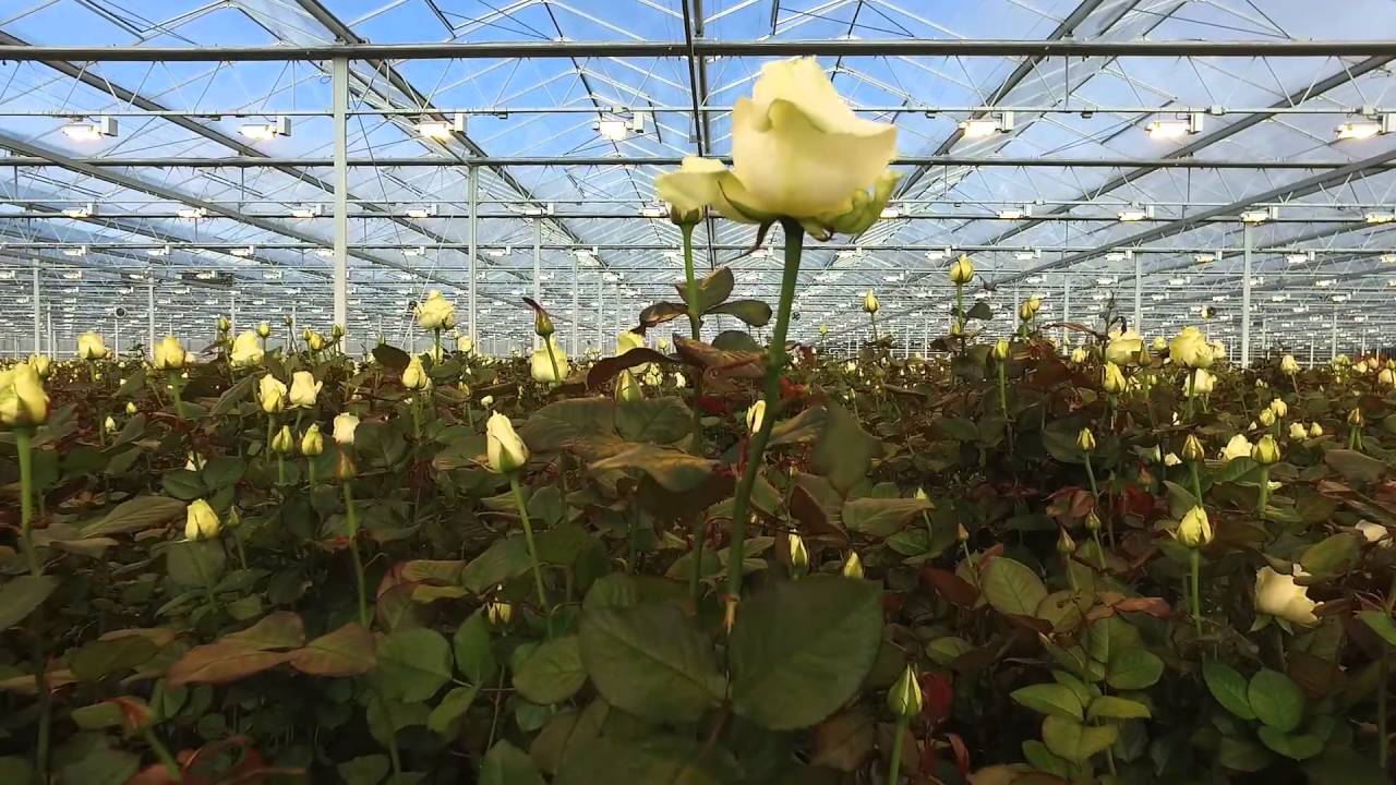 Avalanche+ roses production proces short preview