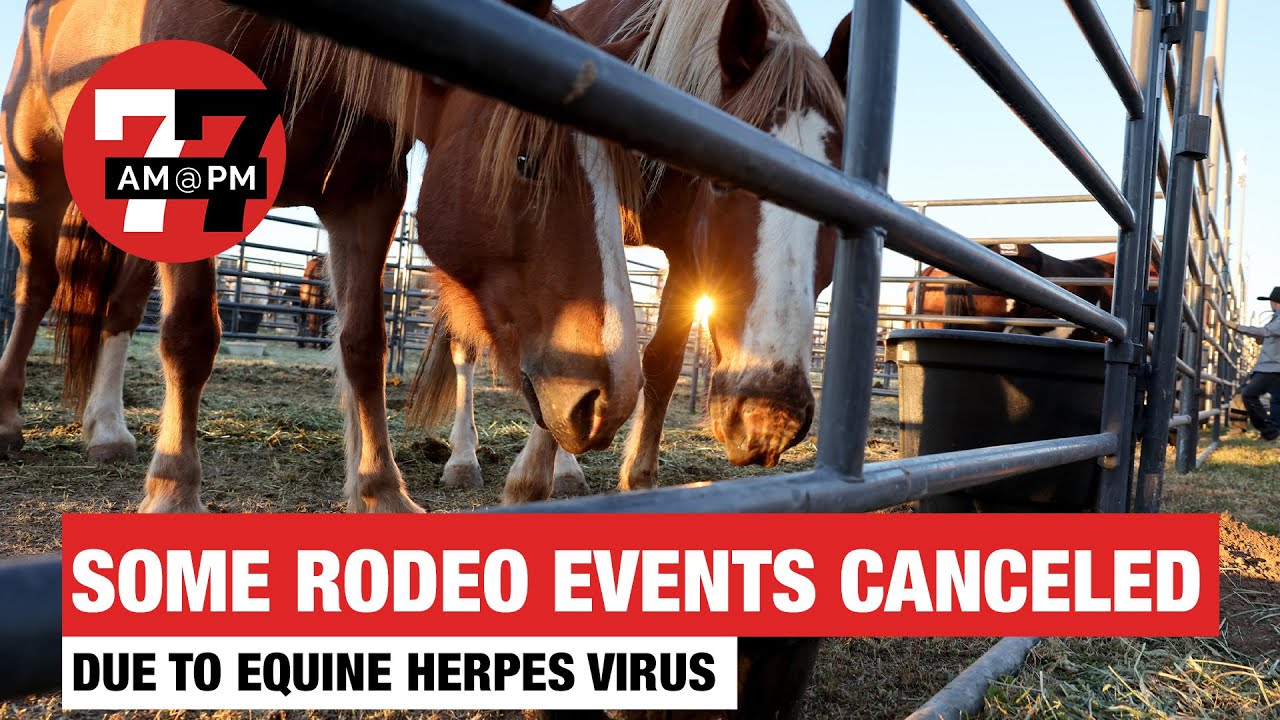 Новости Лас-Вегаса | 19:00 в 19:00 в четверг, 4 декабря 2025 г.