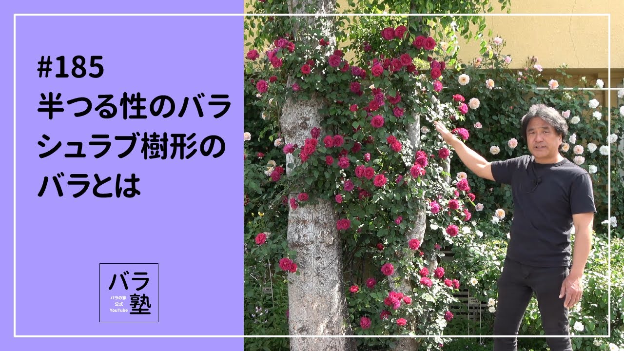 #185 半つる性のバラ、シュラブ樹形のバラとは