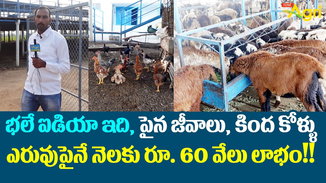 Sheep and Natu Kollu Farming | భలే ఐడియా ఇది.. పైన జీవాలు, కింద కోళ్ళు..! రూ.60వేలు లాభం.. Tone Agri