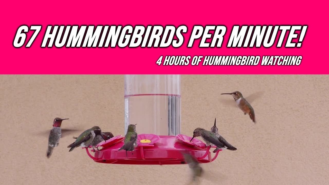 67 HUMMINGBIRDS Per Minute - 4 Hours of Bird Watching