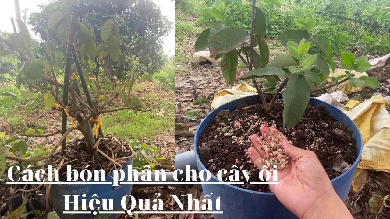 #110 Trồng Ổi Trong Chậu kết quả sau 1 tháng | Thanh Bình Farm
