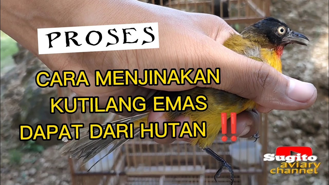 CARA MENJINAKKAN BURUNG KUTILANG EMAS || dapat dari hutan #sugitoaviarychannel #kutilangmania