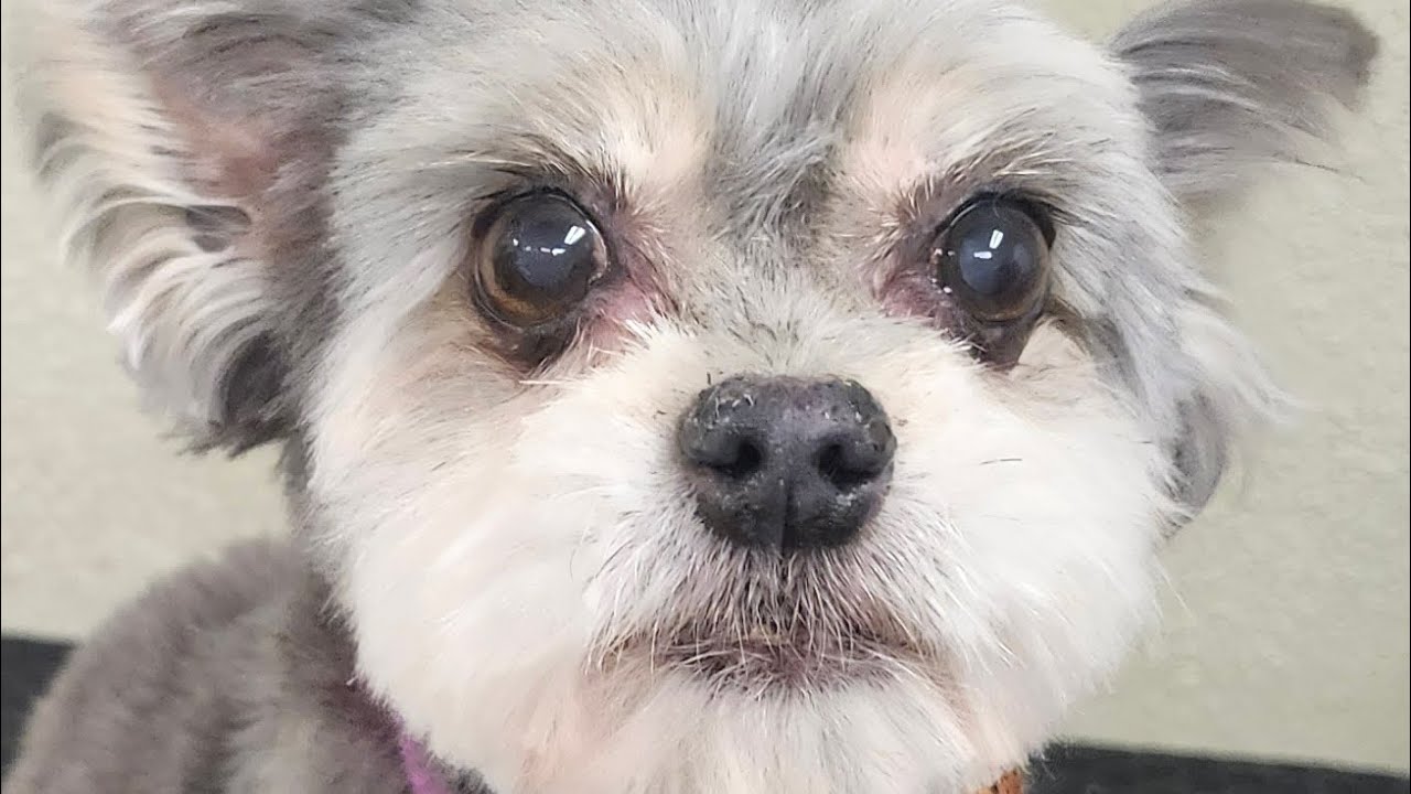 Grooming Chloe