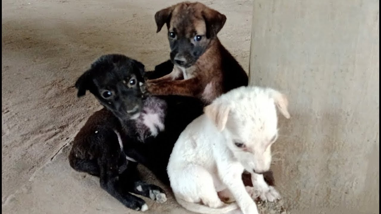 ORPHANED AND PITIFUL PUPPY #dogs