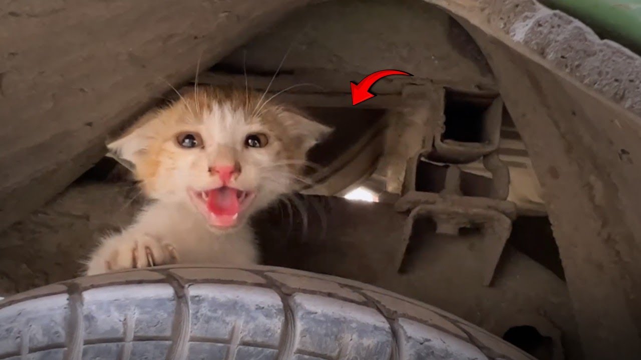 A Kitten Looking for its Mother's Love Without Knowing She Had Already Abandoned Her