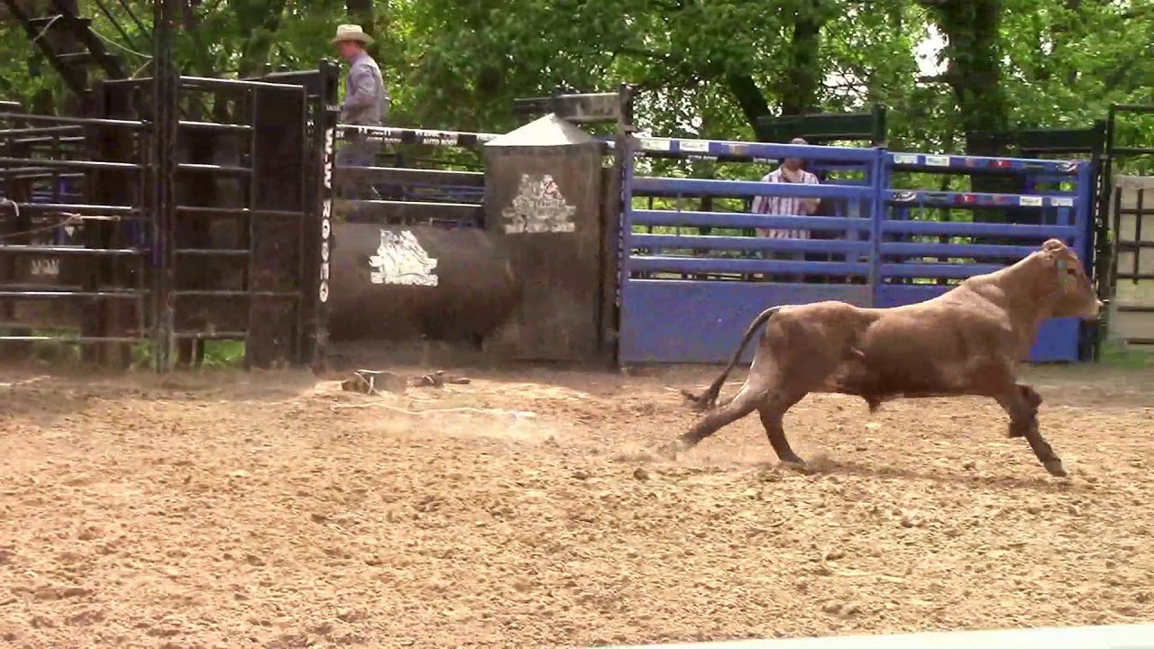 Lot 10   TC900   Yearling Bull