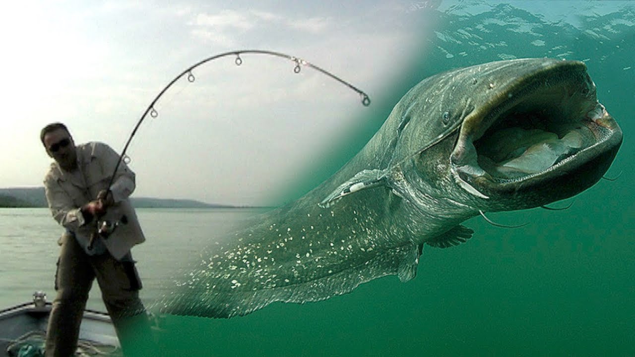 Pecanje na Dunavu kod Beograda | Varaličarenje soma | Fishing catfish on Danube