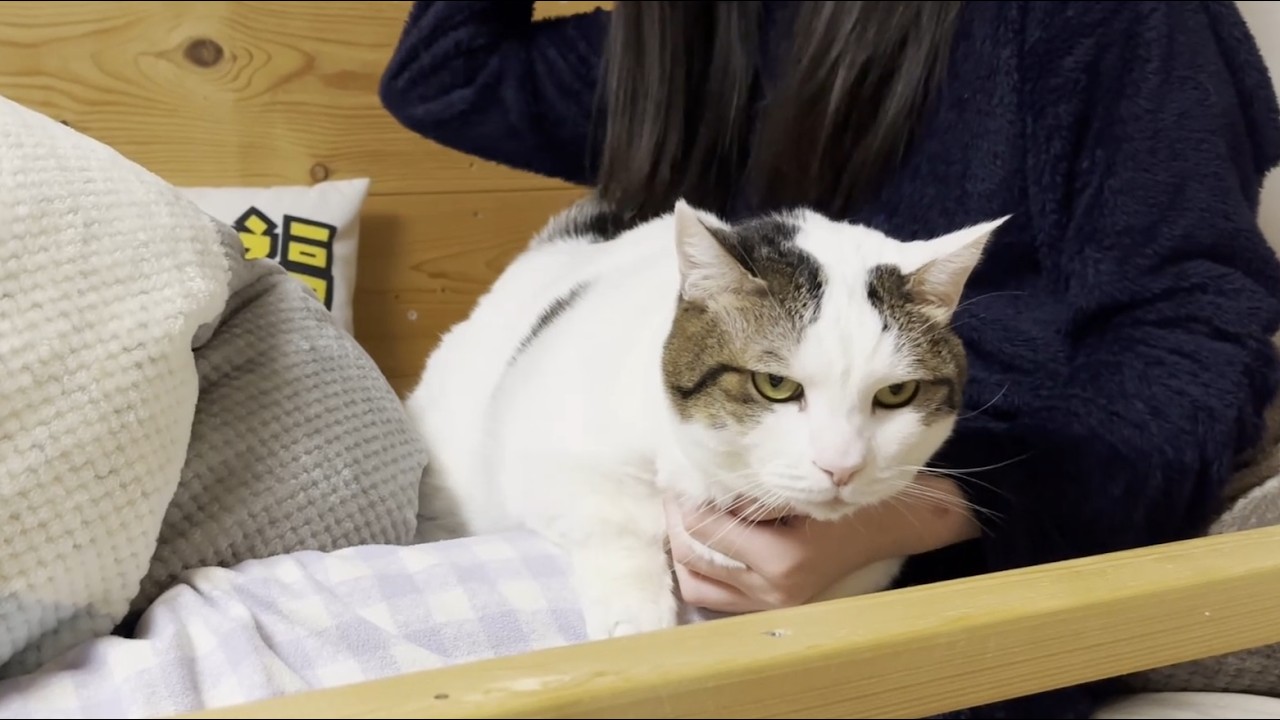 「俺は退かない」娘と一緒に寝ると決めた猫