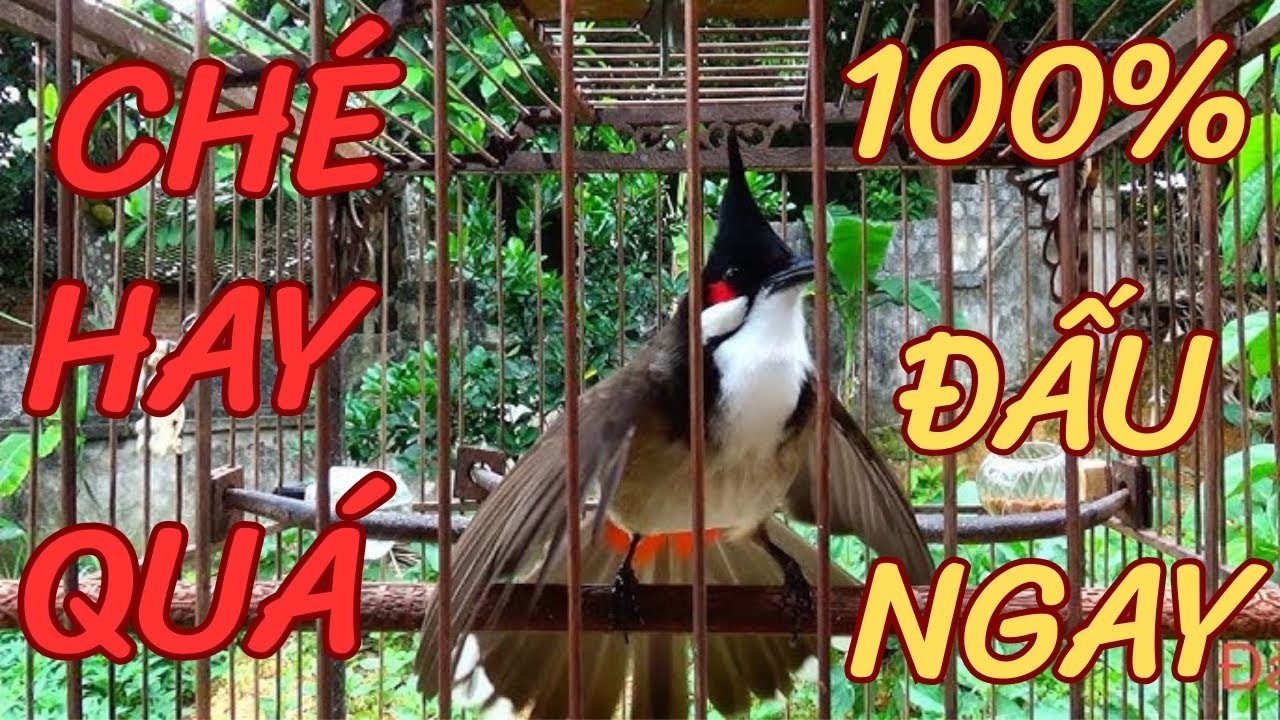 chào mào hót sáng kích bổi - luyện giọng hay ép bổi sổ bọng và căng lửa - chào mào hót đấu