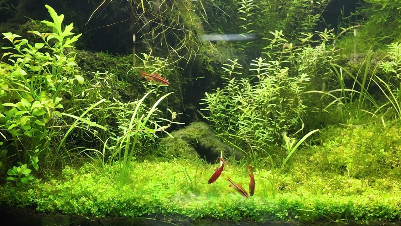 【4K・癒し動画】熱帯魚の水槽（作業用・睡眠用）大型モニター映してお部屋のインテリア映像としてもおすすめです。