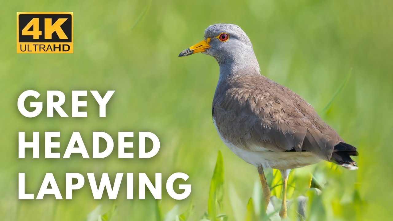 Grey headed lapwing | Purbasthali | Birds & Animals | 4K UHD  @Wildlife.Kaptured