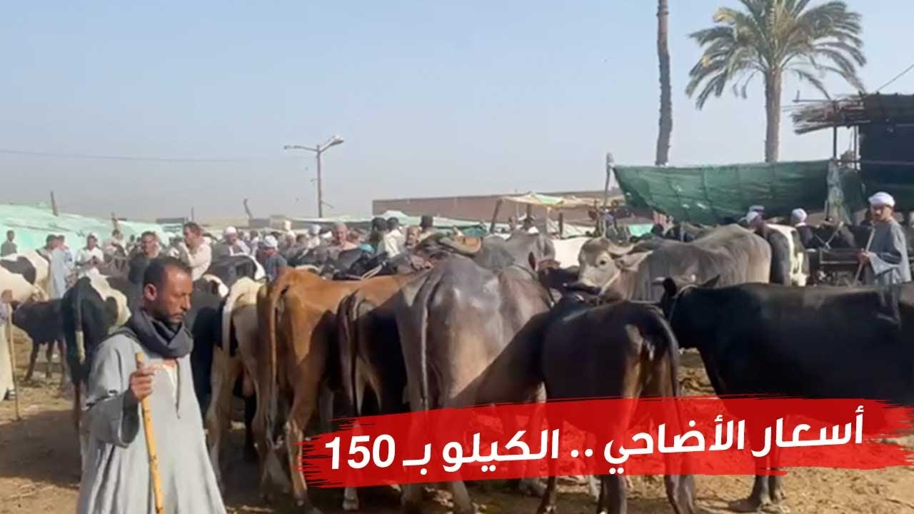 أسواق المواشي في ملوي .. أسعار الأضاحي الكيلو ب ١٥٠