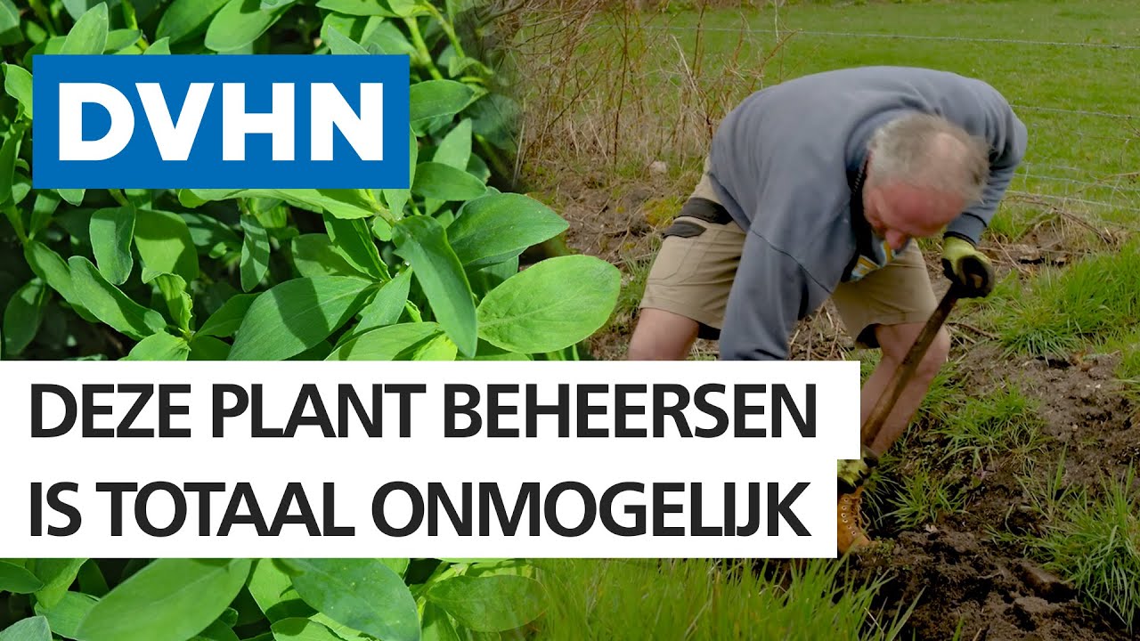 Rob vecht al 4 jaar tegen woekerende Japanse Duizendknoop