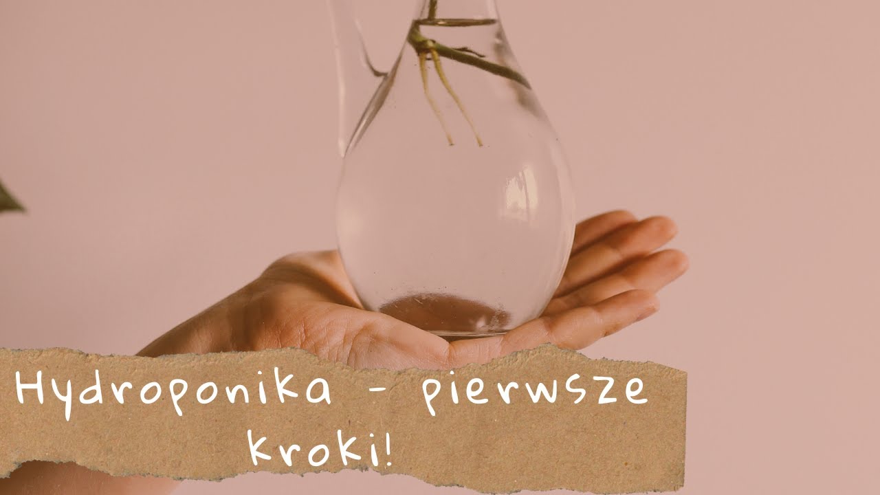 Hydroponika - moje pierwsze przenoszenie rośliny *było ciężko...*