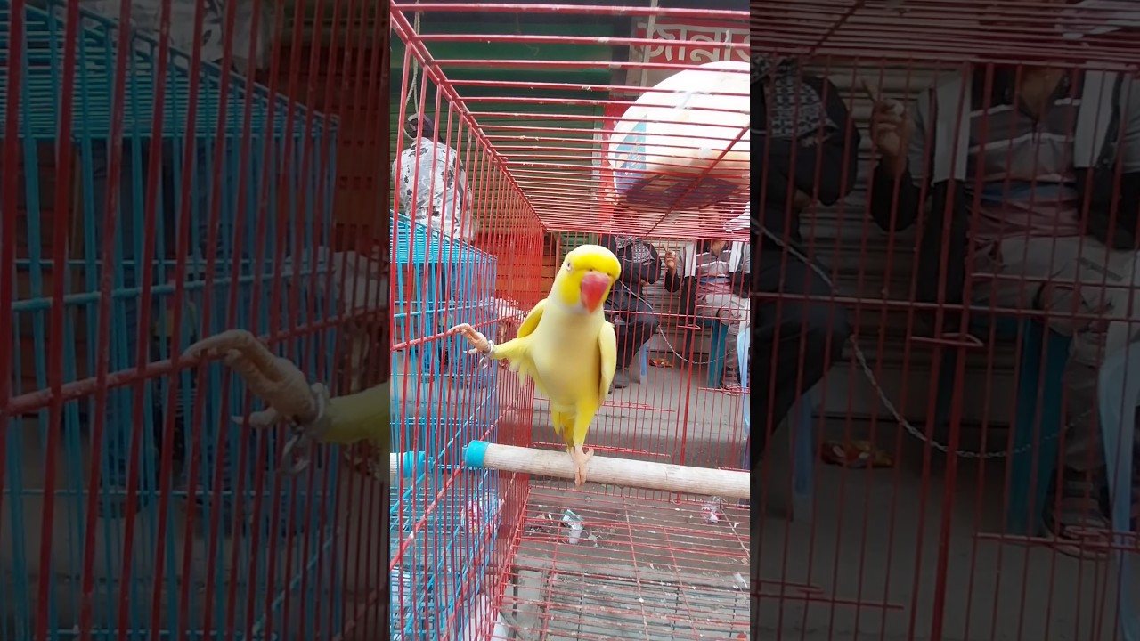চমৎকার টিয়া পাখি || Beautiful parrot