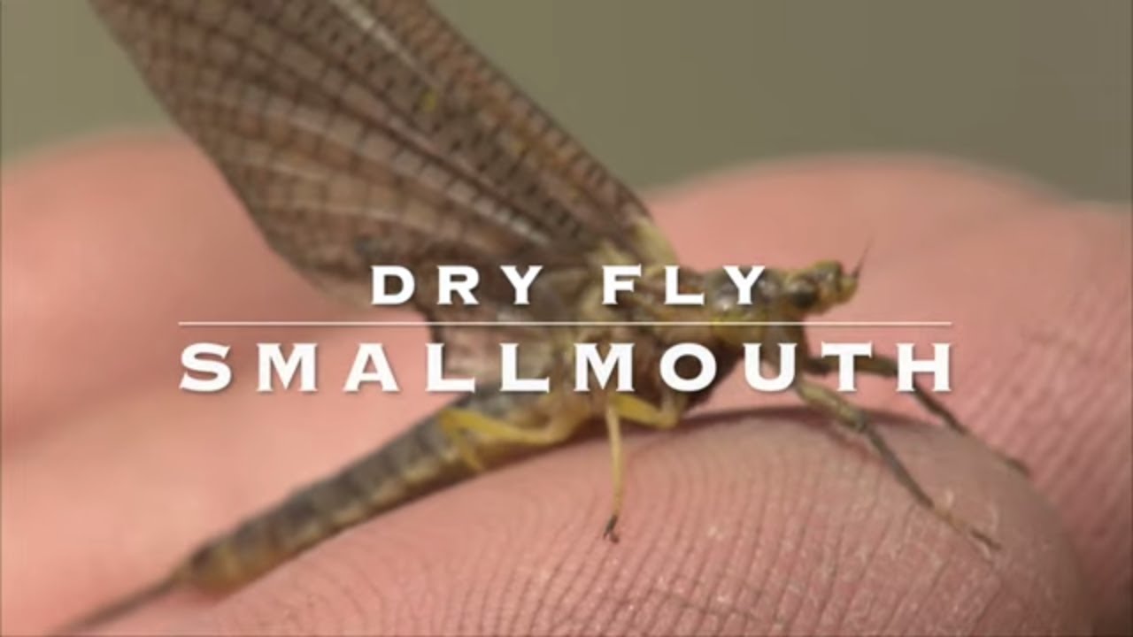 Dry Fly Smallmouth Bass | Hexagenia Mayflies