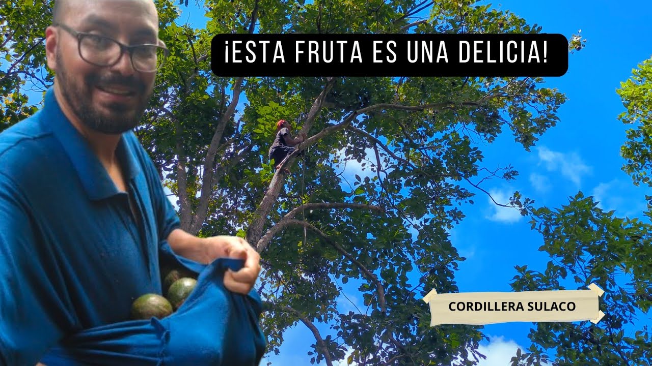 ¡Me interné en las montañas de Subirana,Yoro en busca de una  fruta silvestre que es una delicia! 🌳🥑