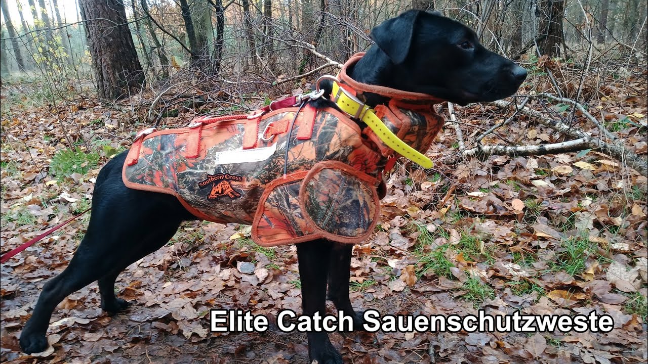 Southern Cross Cut Gear Hundeschutzwesten im Einsatz