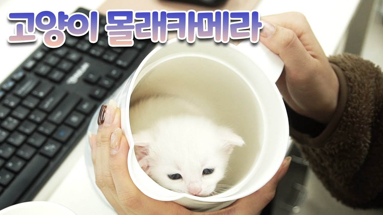 고양이 몰래카메라 몰아보기 | 고양이산책