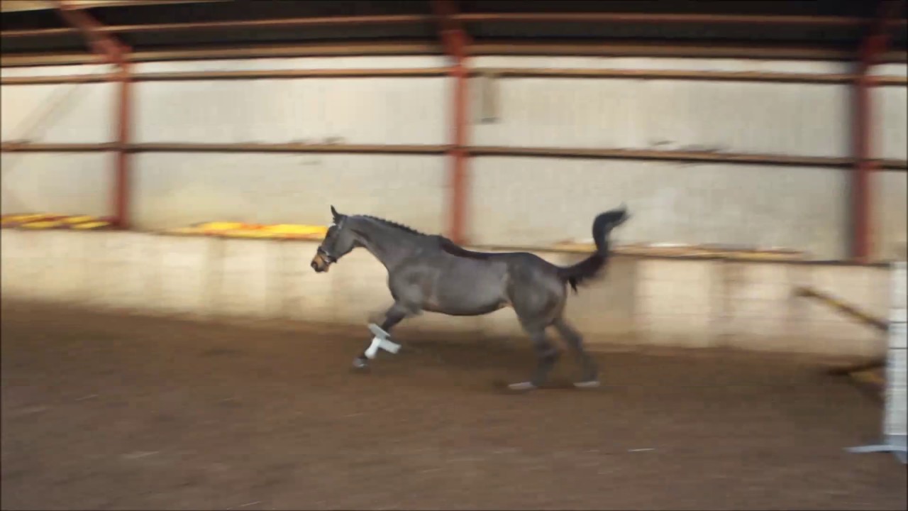 6yrs old kwpn mare by VLEUT