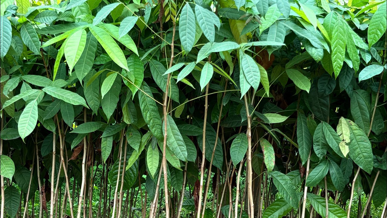 AFRICAN MAHOGANY PLANTS FARMING CONTACT +916003294516 || PLANTS NURSERY#africanmahogany#mahogany