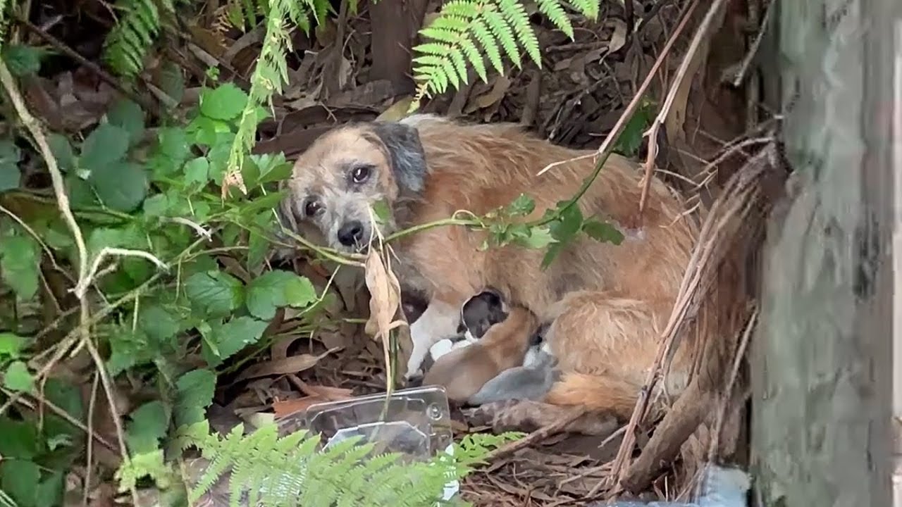 Run over just after giving birth, the mama dog begged in bleeding eyes to save her puppies