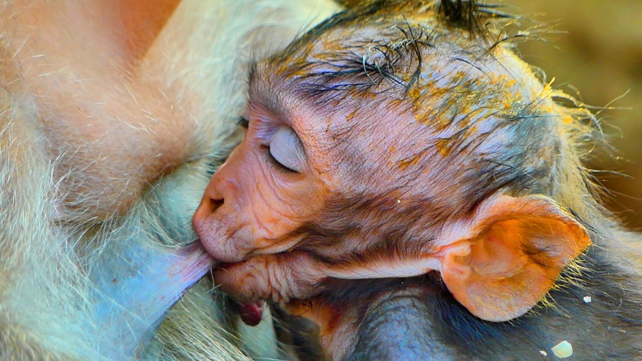 Primate monkey.../Lovely baby very cute drinking milk.../Cute life baby.../Nice clip