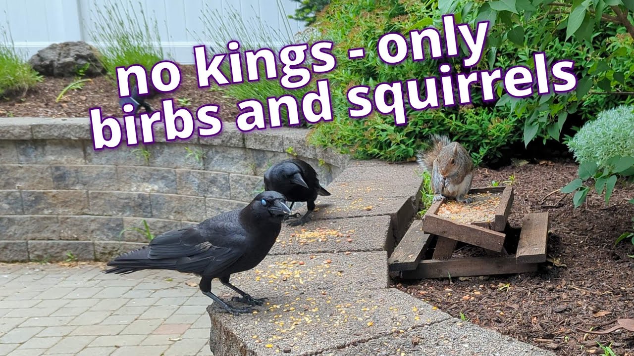 No Kings for Birds and Squirrels Either