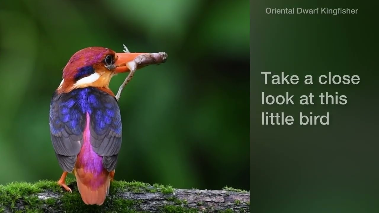 Oriental Dwarf Kingfisher with a parasite (tick)