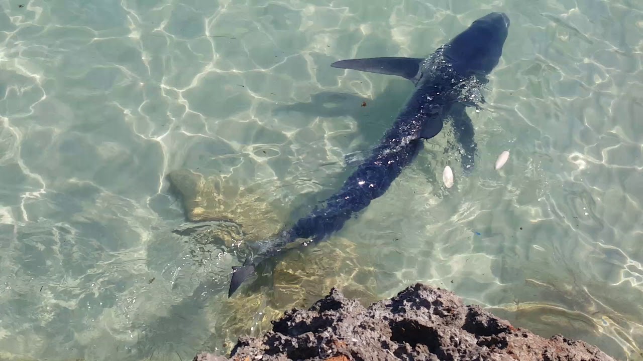 Shark in Cales de Mallorca 2018