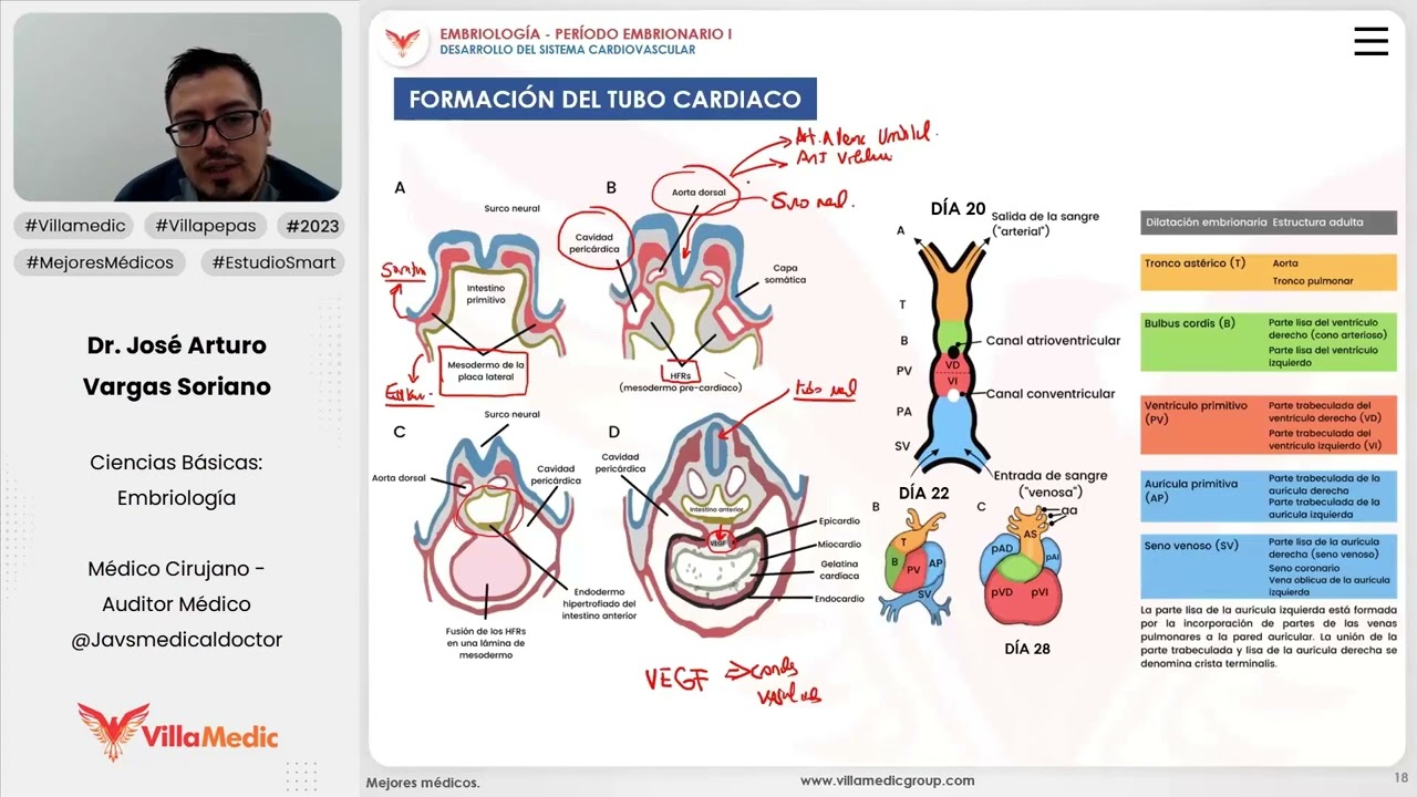 Desarrollo del sistema cardiaco | Formación del tubo cardiaco