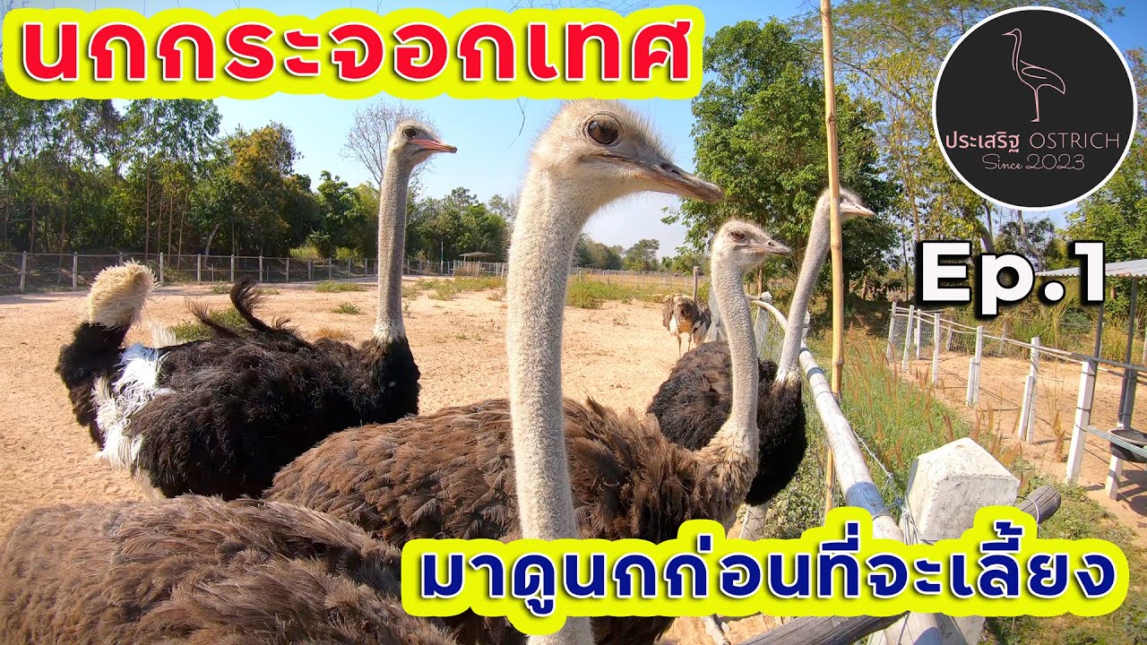 ประเสริฐ Ostrich ปากคาดฟาร์ม Ep.1 มาดูนกกระจอกเทศก่อนที่จะเลี้ยง