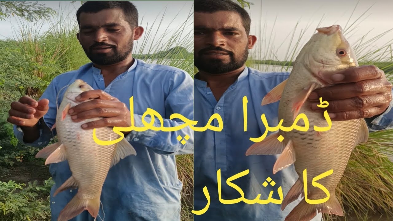 #khalilshikari aaj dumra machhali ka live shikar #fishing#fish