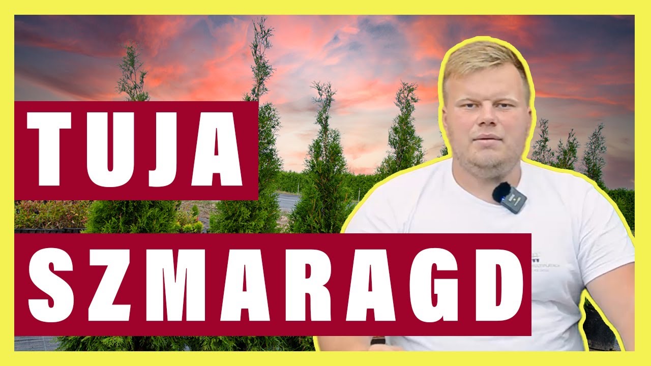 TUJA SZMARAGD - WSZYSTKO CO MUSISZ O NIEJ WIEDZIEĆ (Konkretny poradnik)