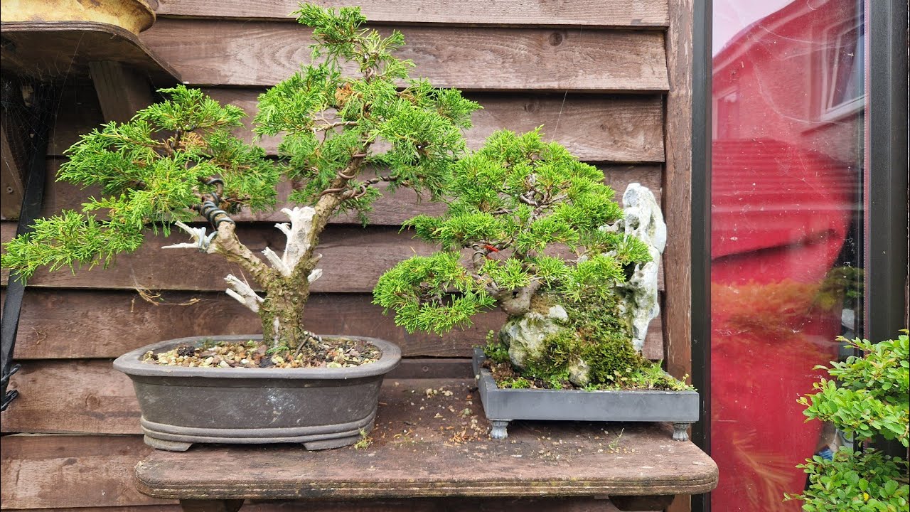 Bench tour of my bonsai. #bonsaitree #chineseelm #juniper #garden #plants