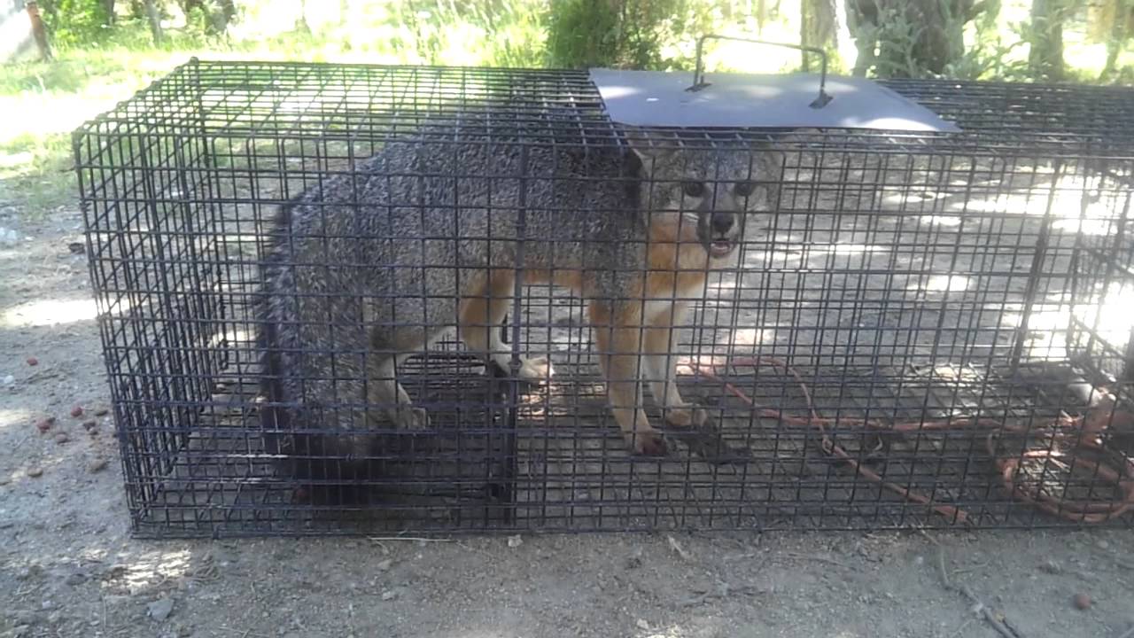 Live Trapping - Fox #2