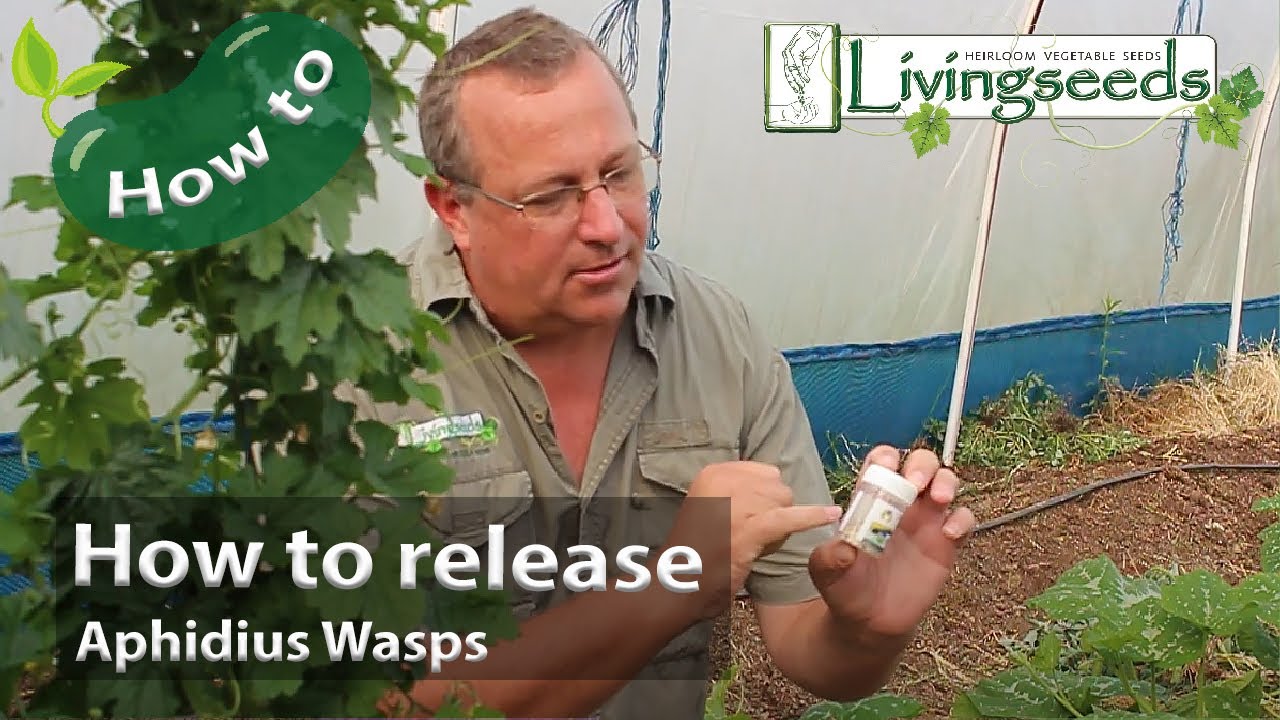 How to release Aphidius Wasps