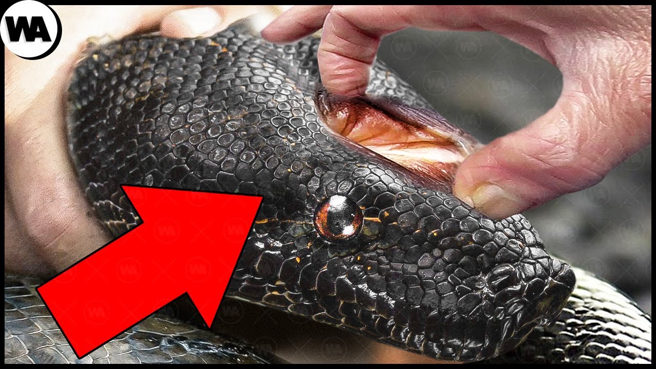 Voici De Quoi Ont Peur Tous Les Serpents