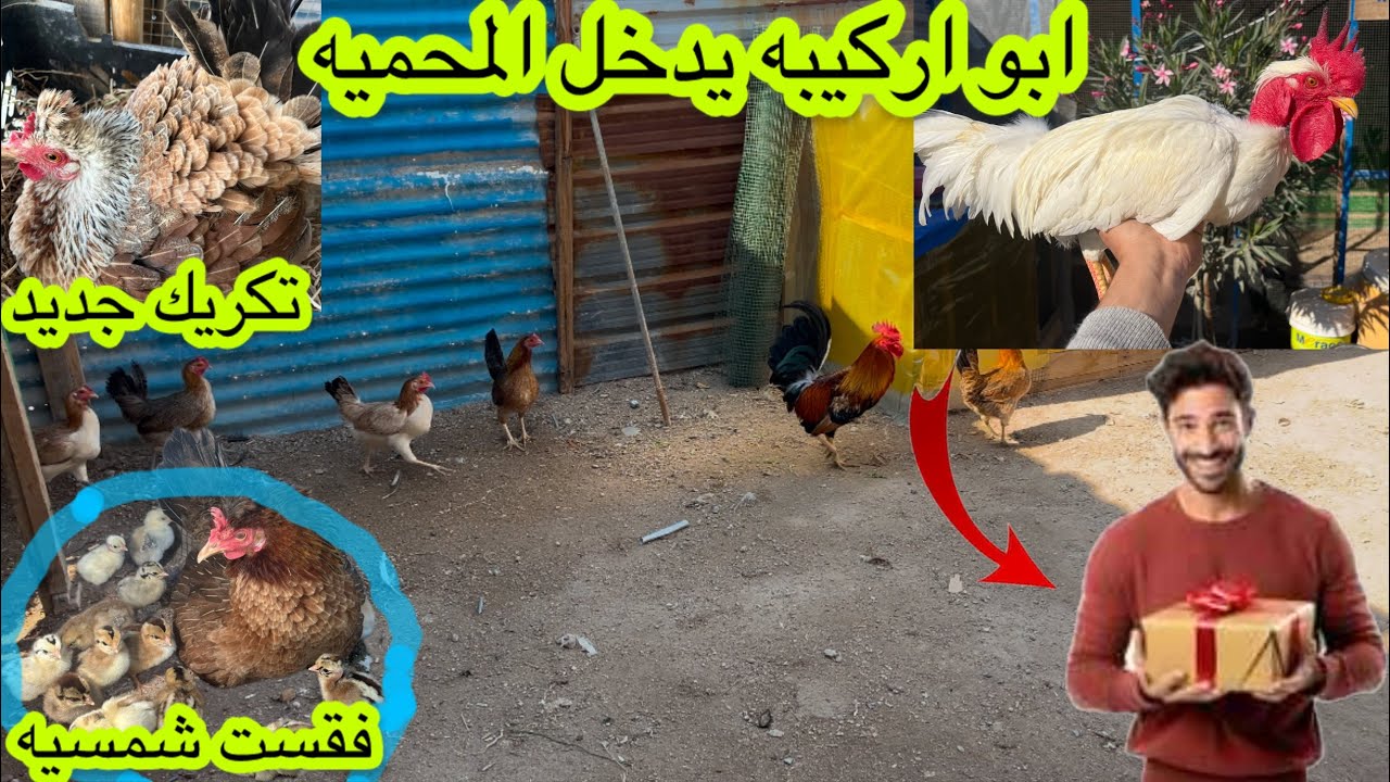#جبتلكم_ديج🐓فقست🐣الشمسيه🐔فقس🐣بيض الفقاسه👉تكريك 🪺دجاجتين🐔