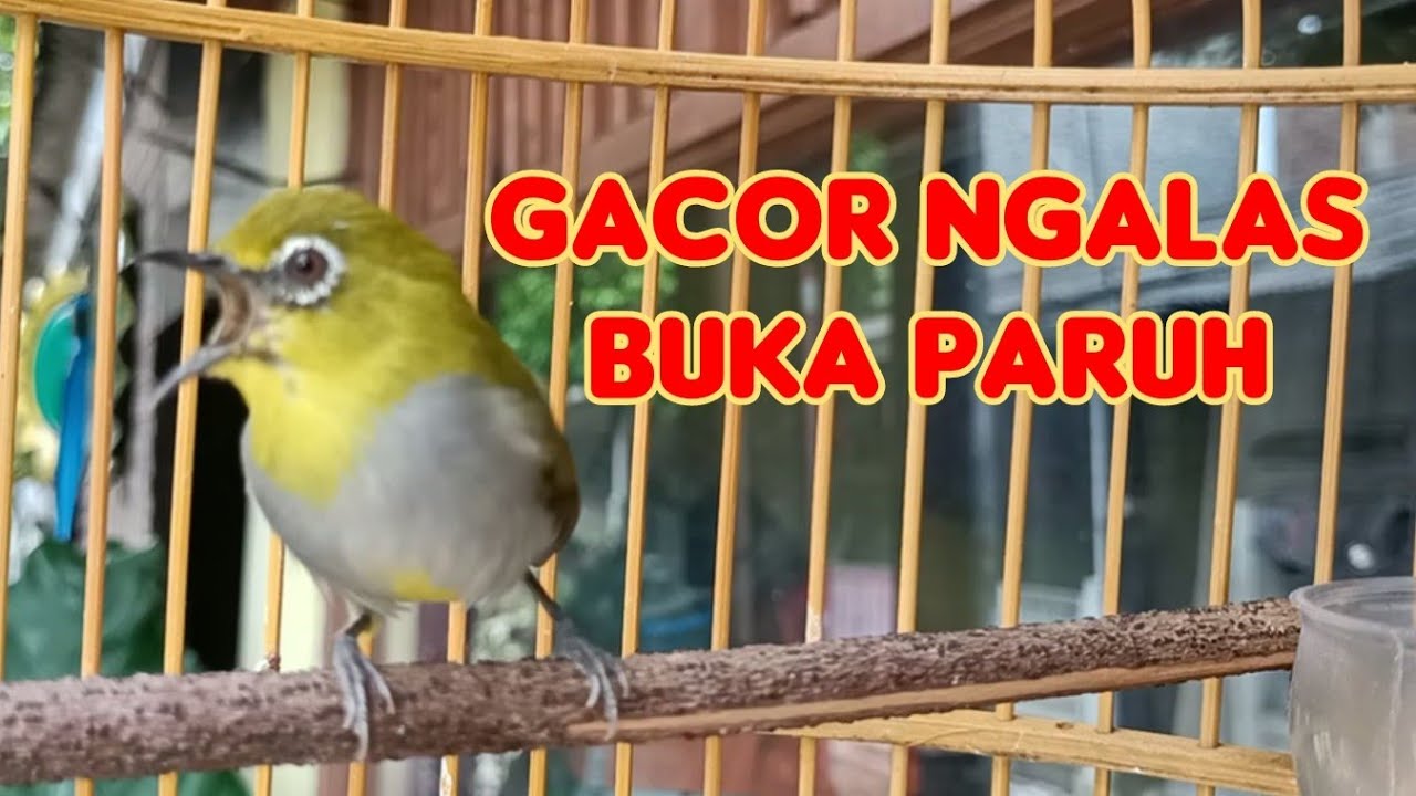 Pancingan Pleci Bustomi Gacor Buka Paruh &lrm;Keras @SONSIN Net