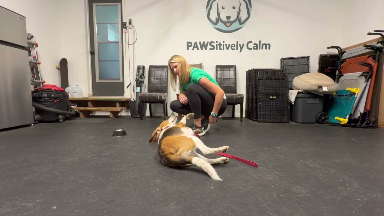 Extremely Dysregulated Beagle Starts State of Mind Conditionng